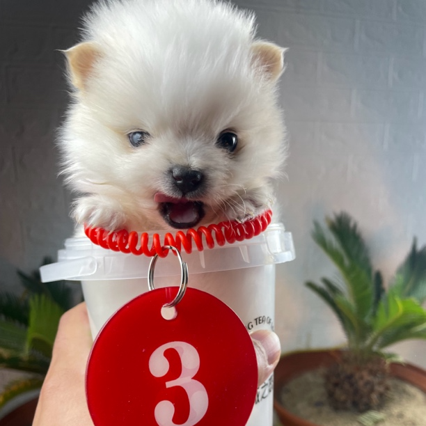 比熊 博美 泰迪数字号码牌