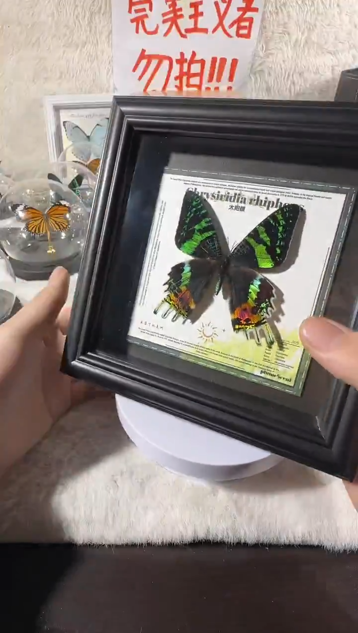 木太阳蛾              相框