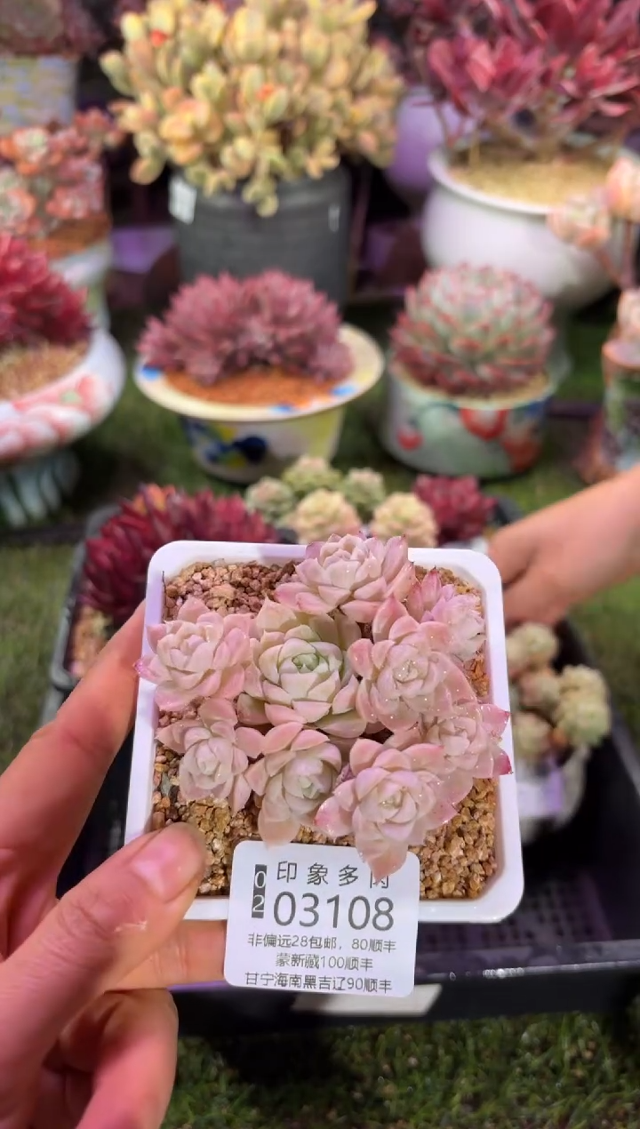 【闪购商品】03108