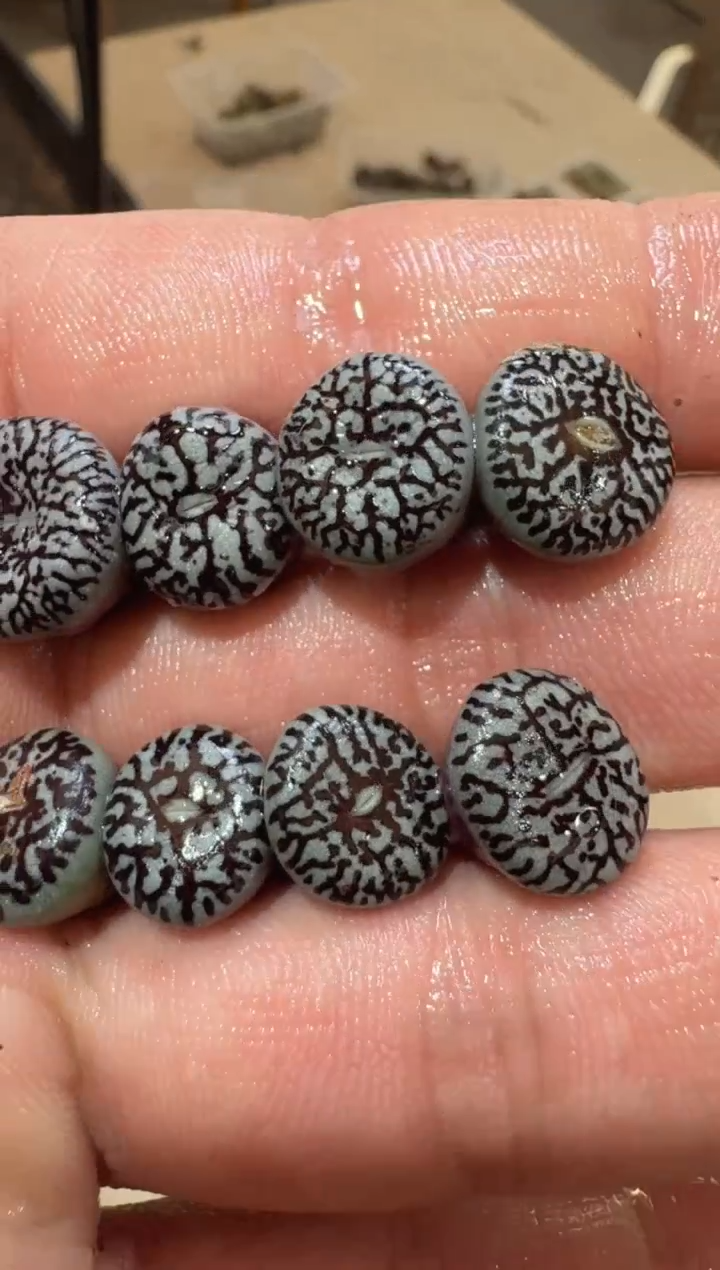 35多肉植物肉锥714墨小锥一颗
