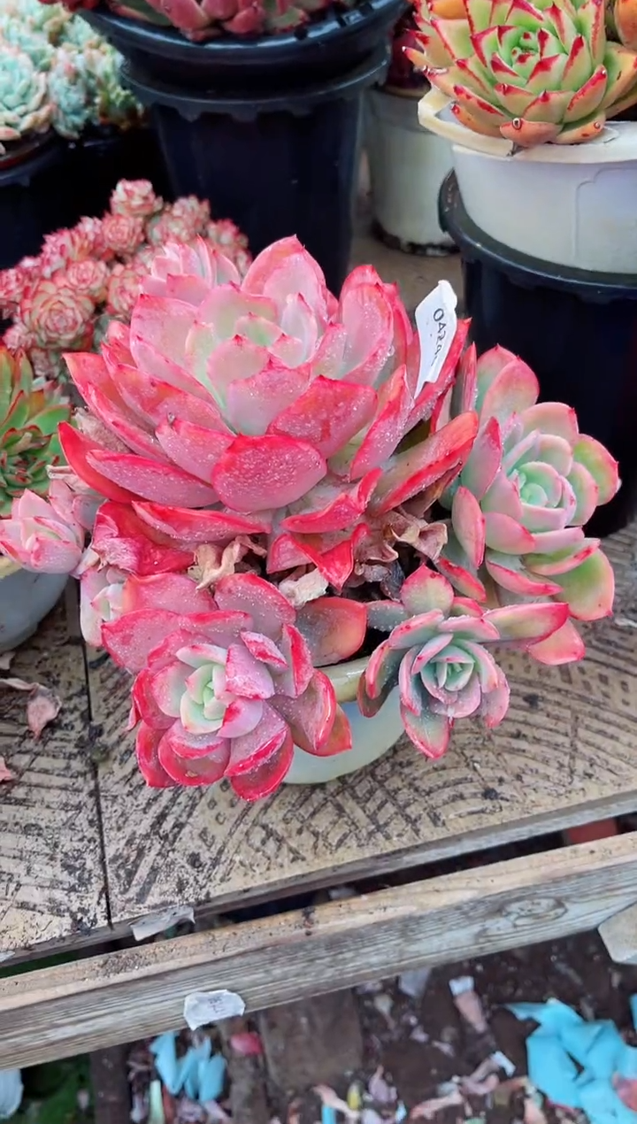 【闪购商品】04248