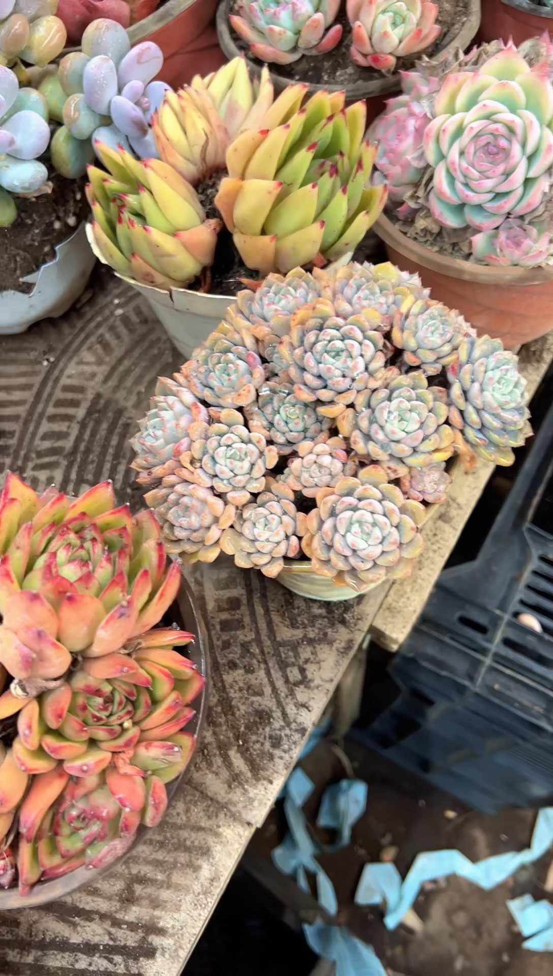 静***?多肉植物一物一拍24523