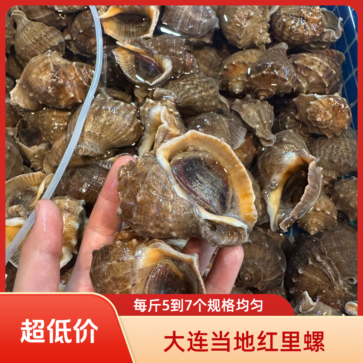 大连当地鲜活红里螺5-7个一斤