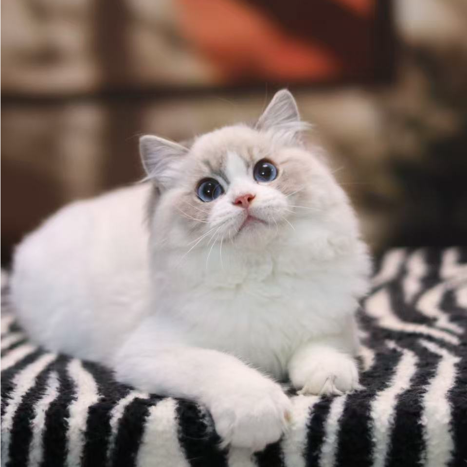 【糖芯儿猫舍】元宝-弟弟｜甜美系布偶猫活体猫咪