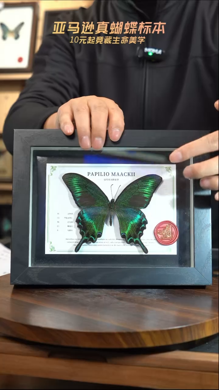 绿带翠凤蝶夏型8寸黑框国风版