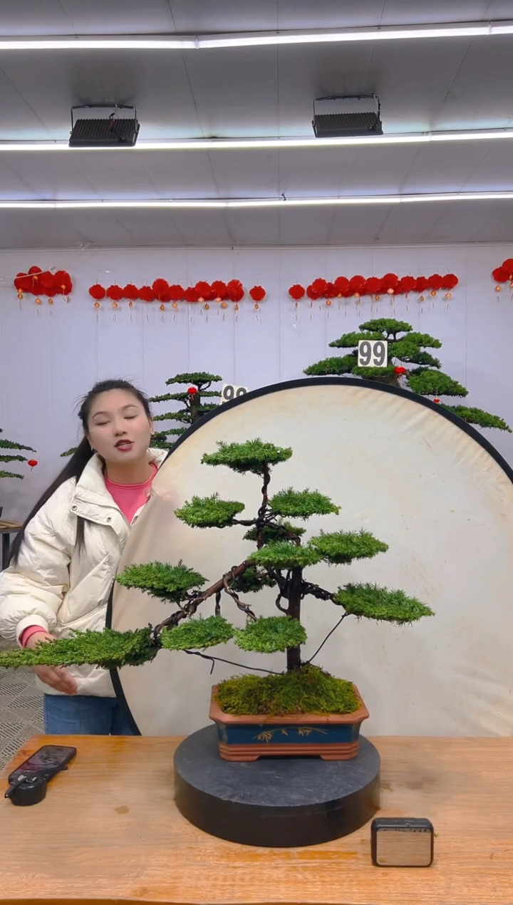 【闪购商品】盆景1