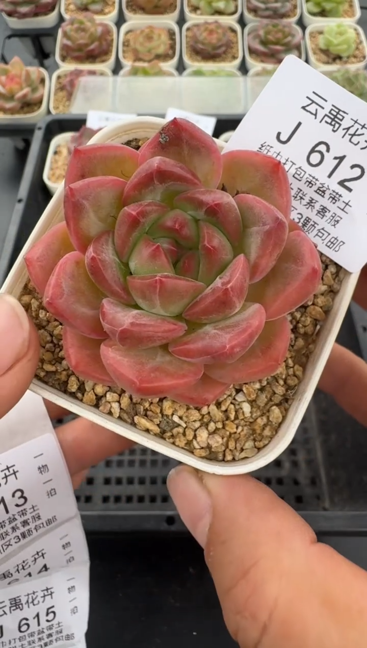 612J云禹多肉植物 带盆土纸巾打包 当天拍3颗包邮