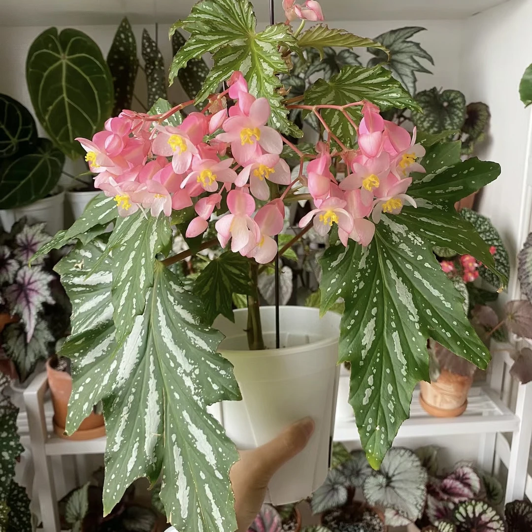 乌头杂秋海棠盆栽室内绿植好养四季常绿桌面花卉