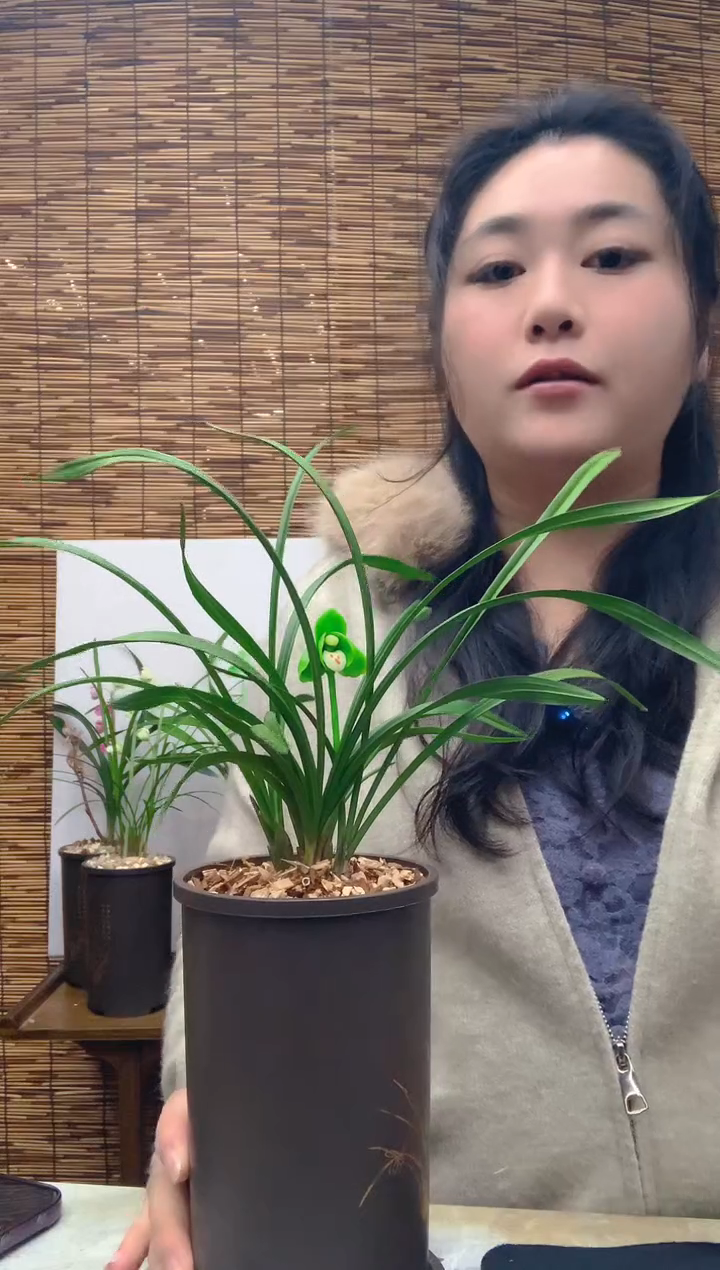 大部分花苞少量开放大团圆5苗带花种好发货