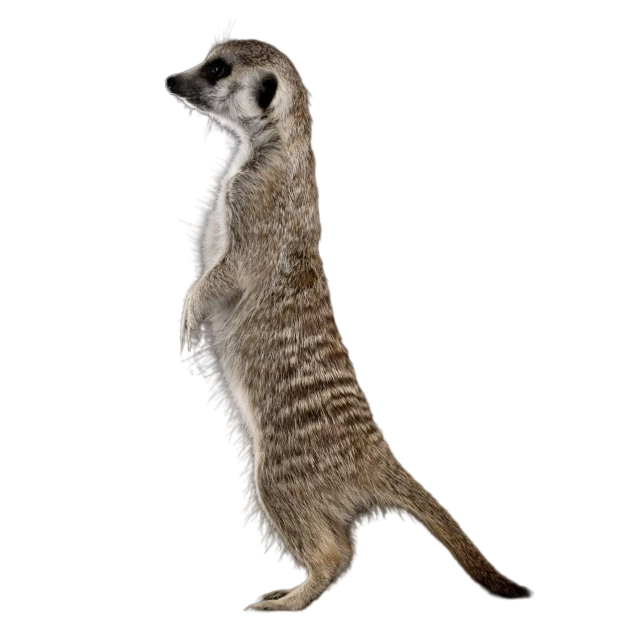 哈基米浣熊狐獴异宠活体安格鲁貂宠物貂毛孩子异宠