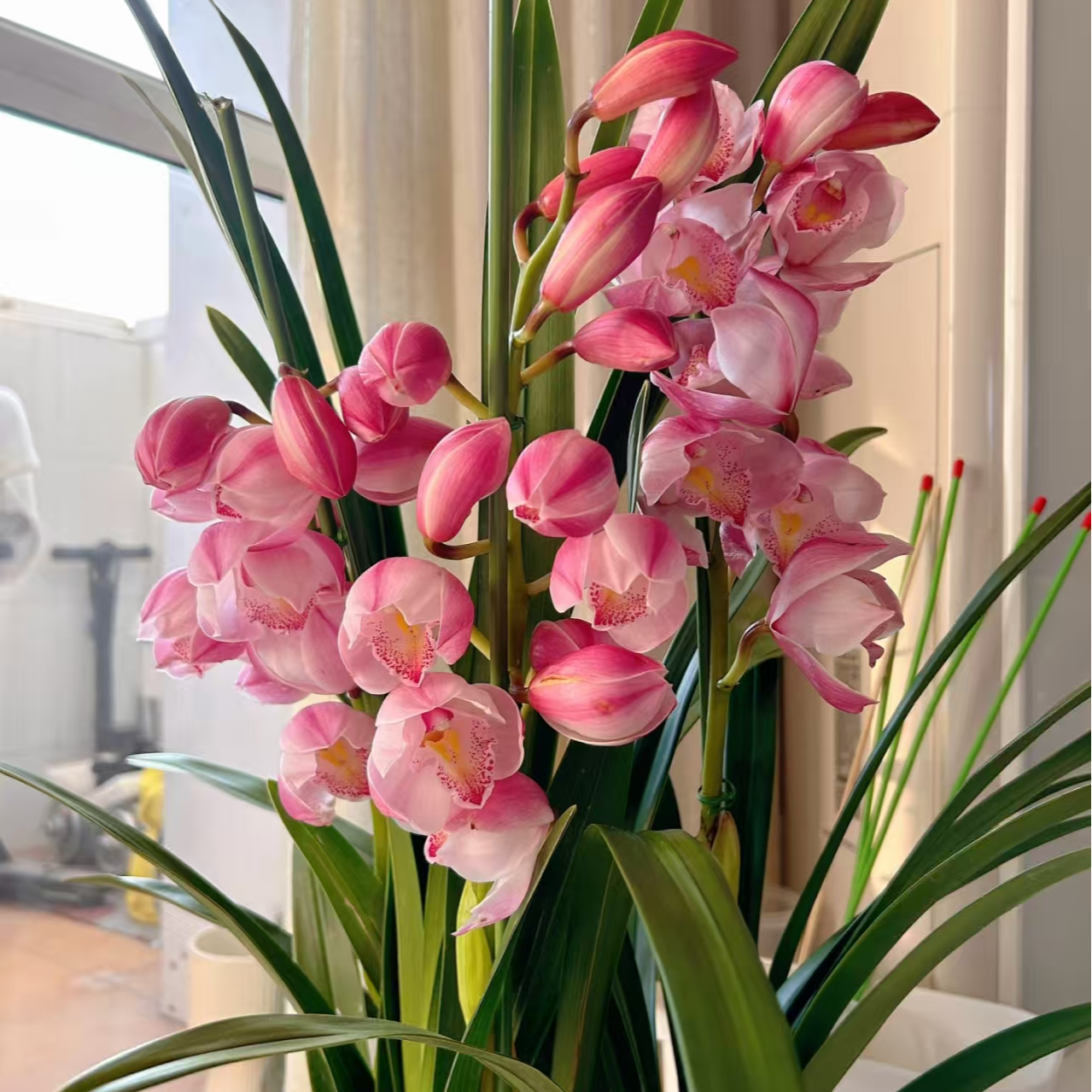 【爱恋】4枝花剑起发大花蕙兰桌面款栽种好带花苞发货