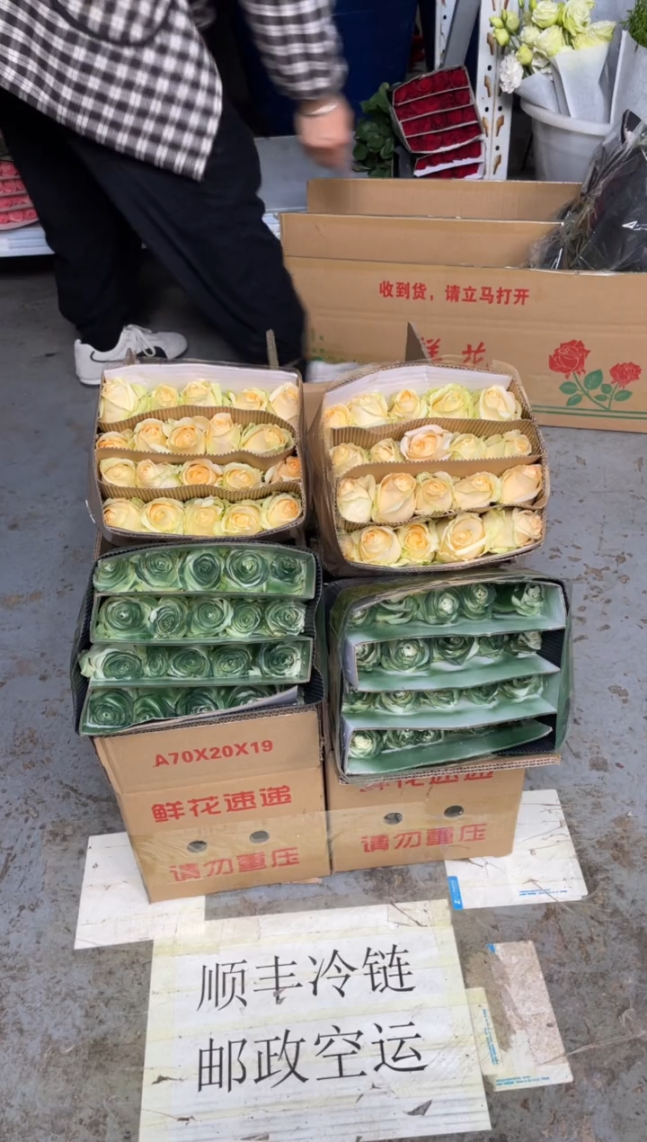 苏格兰绿20枝+香槟20枝