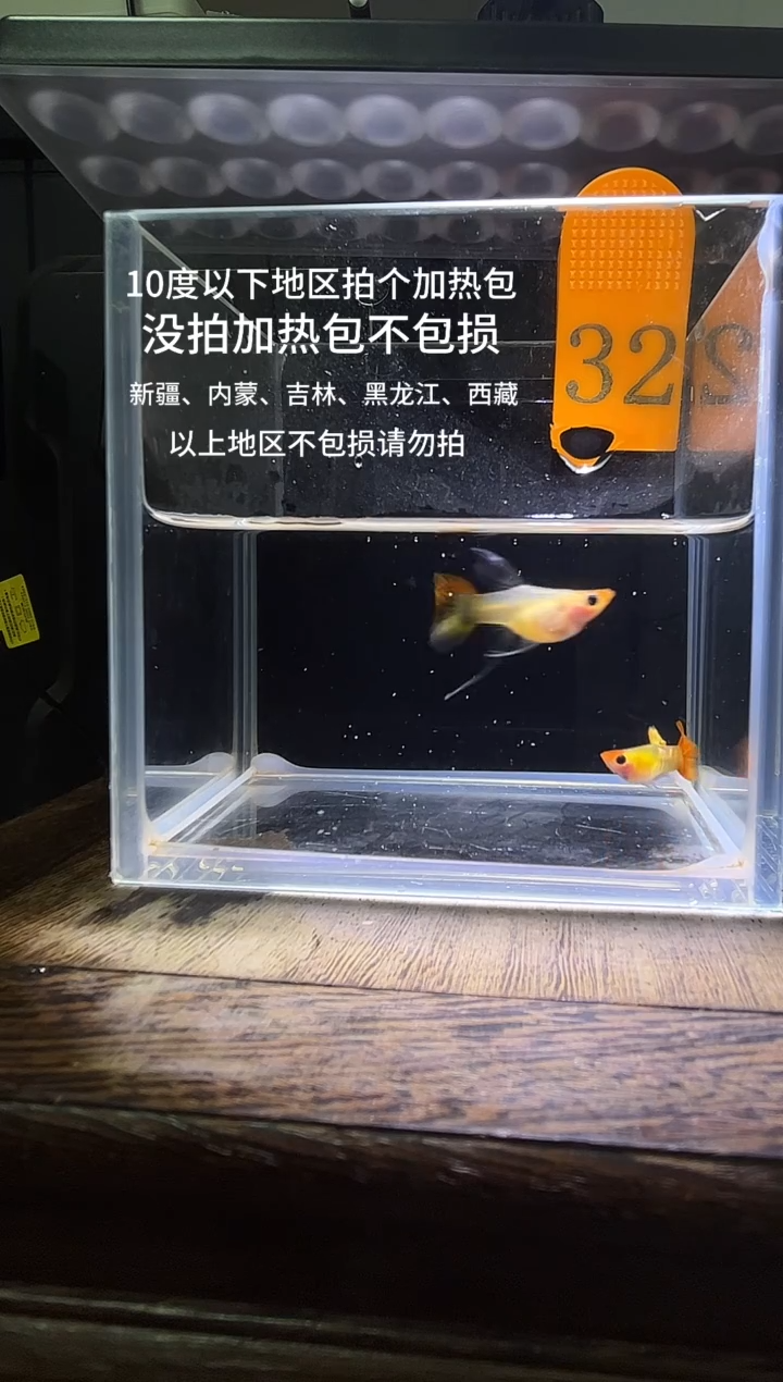 孔雀鱼虎斑黄化玻璃猫c编号32