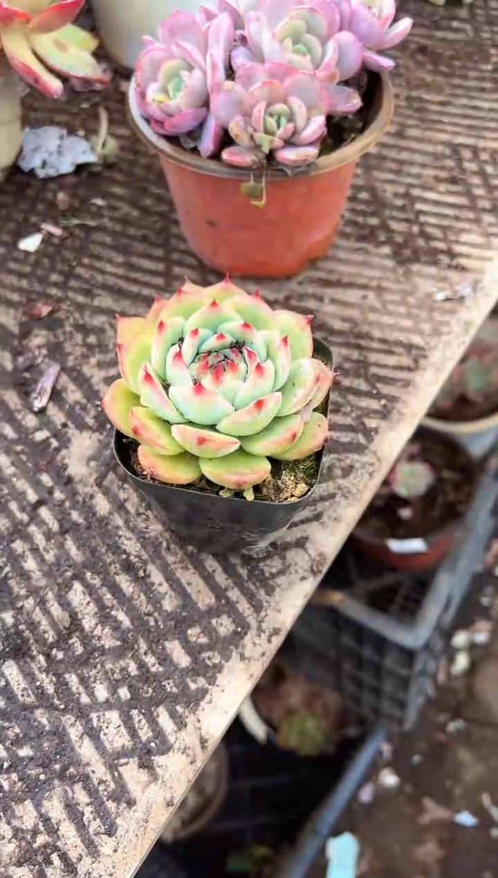 妹*多肉植物一物一拍01327