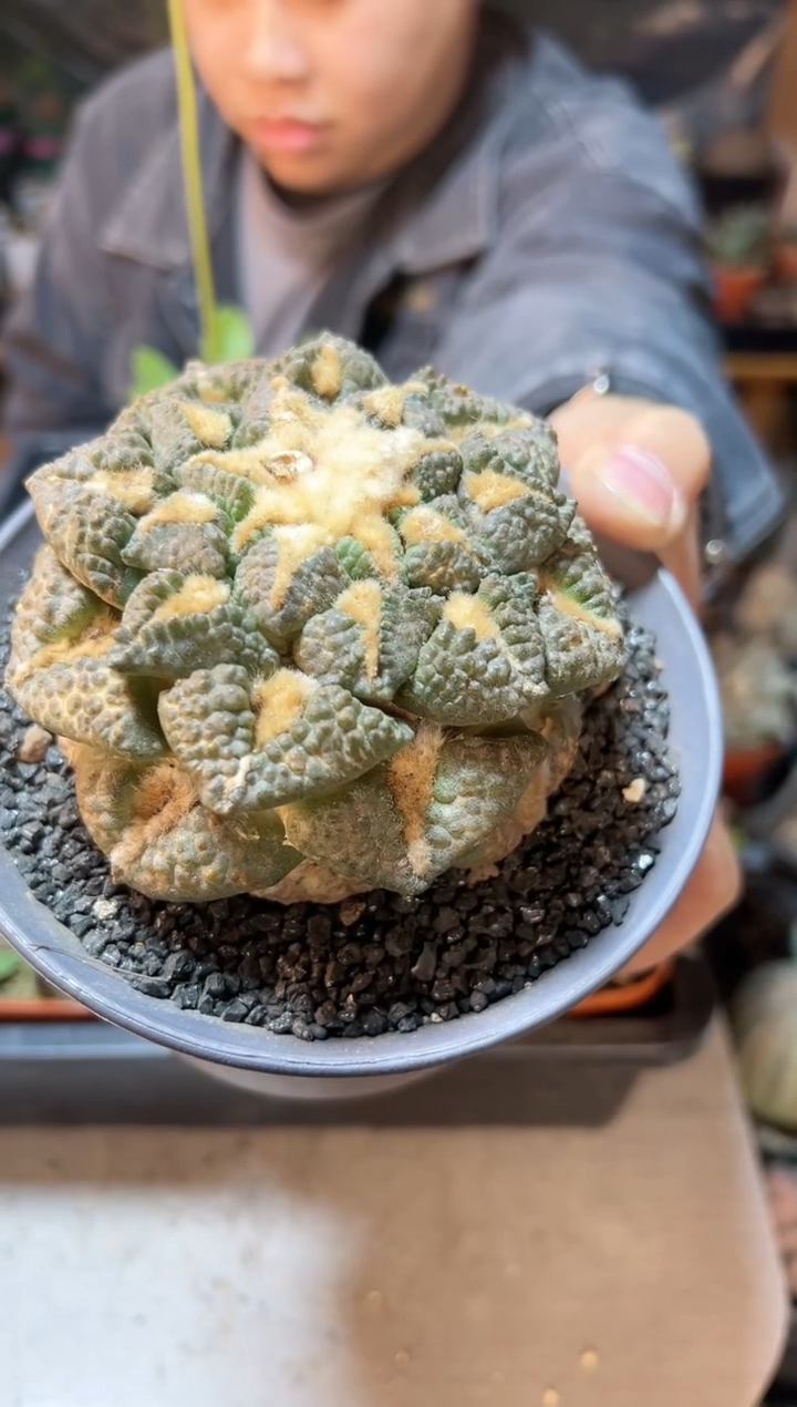 【闪购商品】5号自根老龟甲牡丹9.3公分