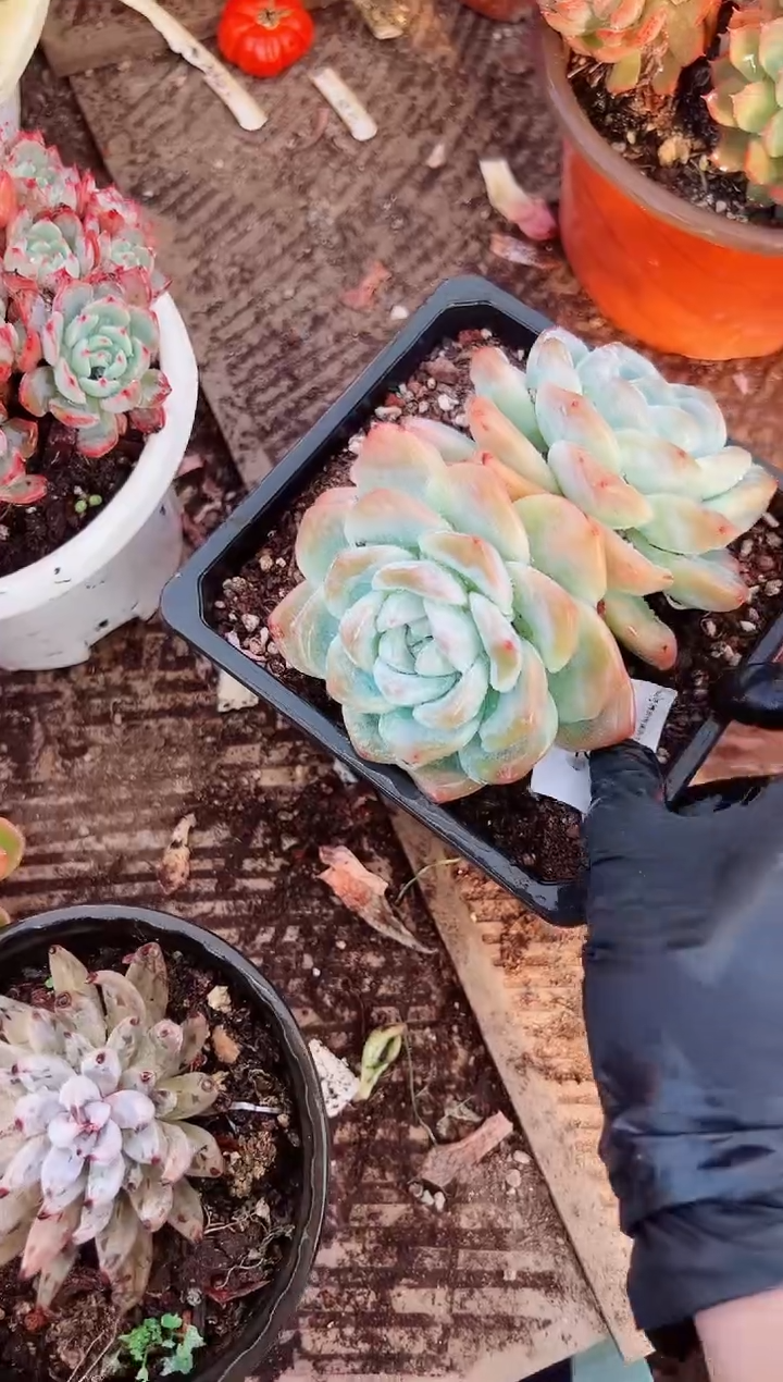 岁**晓多肉植物一物一拍15052