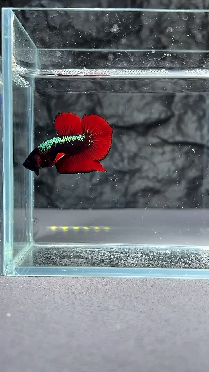 斗鱼竞拍链接S020