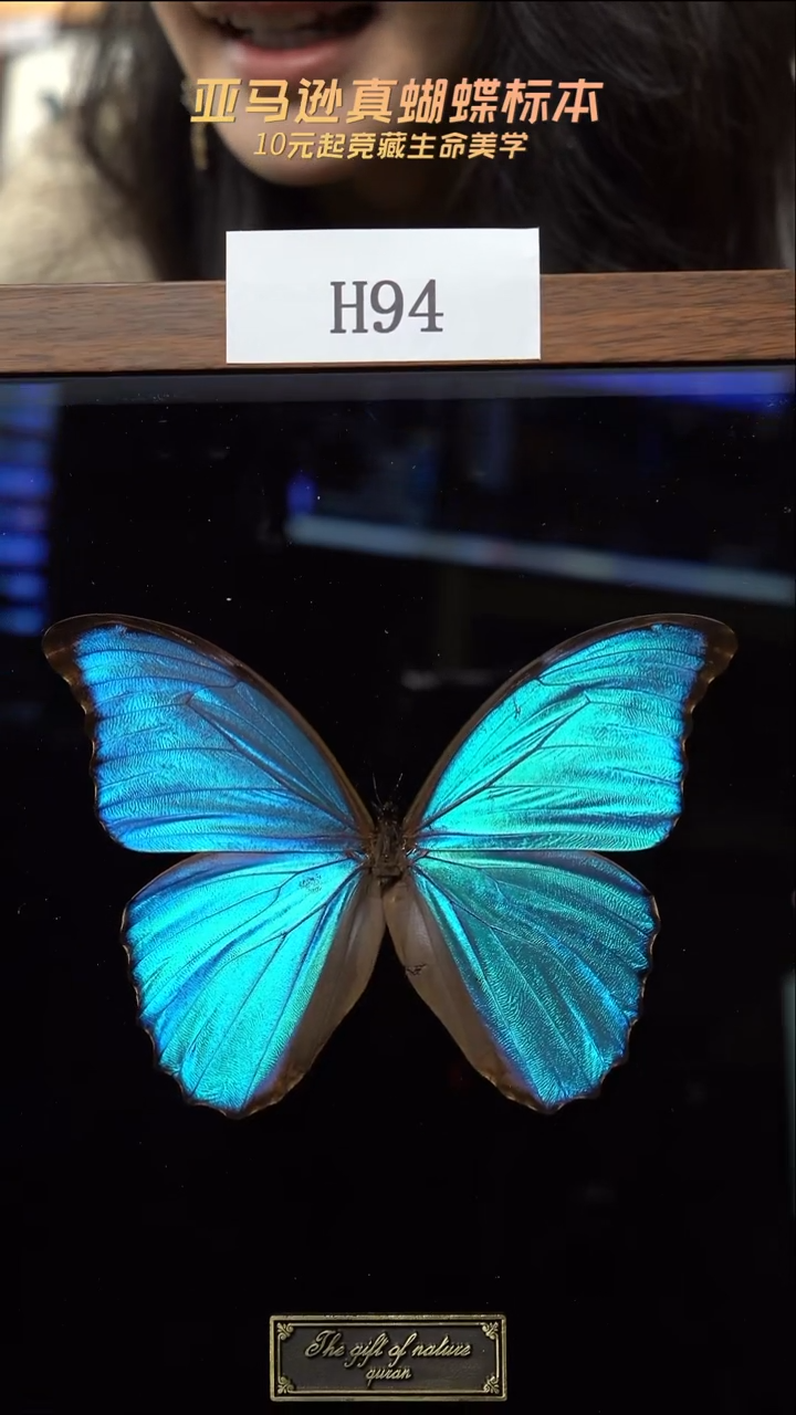 蝴蝶标本摆件竞拍h94