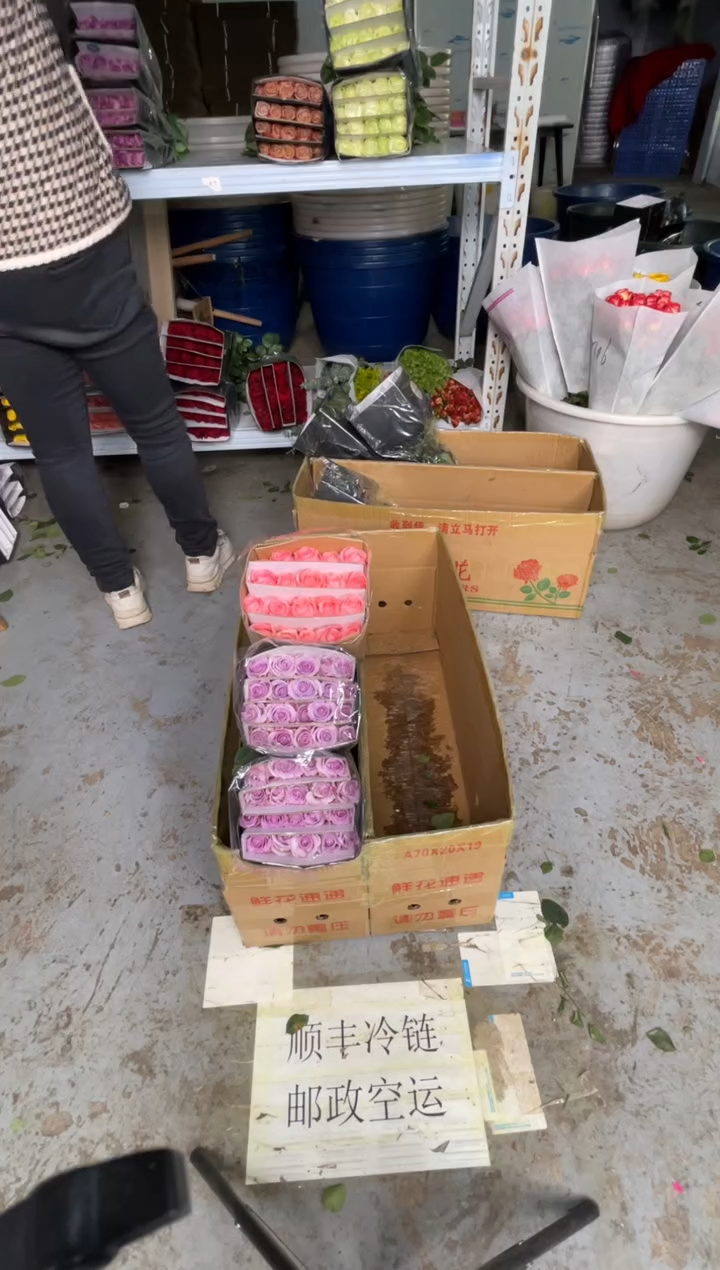 海洋之歌2扎+戴安娜1扎