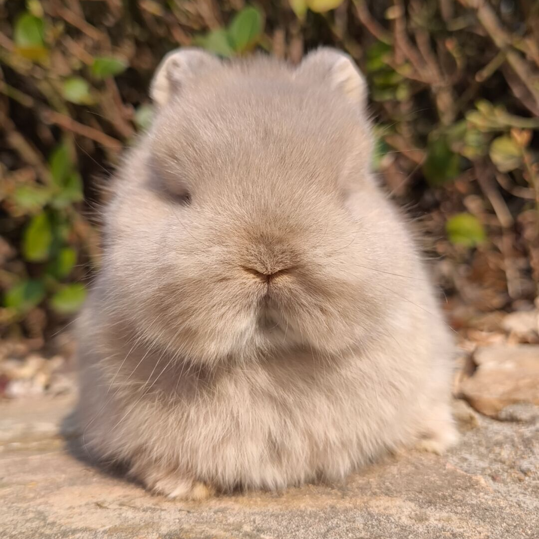 高品侏儒兔活体进口美系双血统宠物兔活物兔子迷你茶杯兔小体型兔