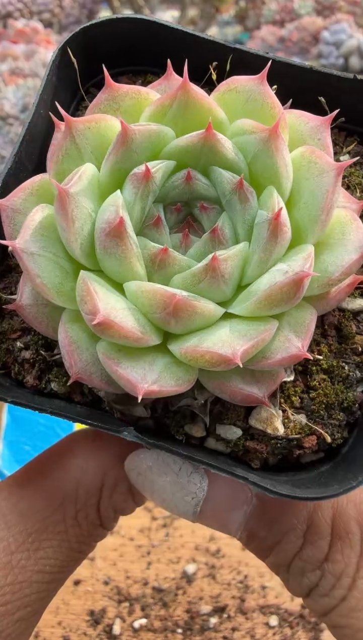 东云多肉园二店-390