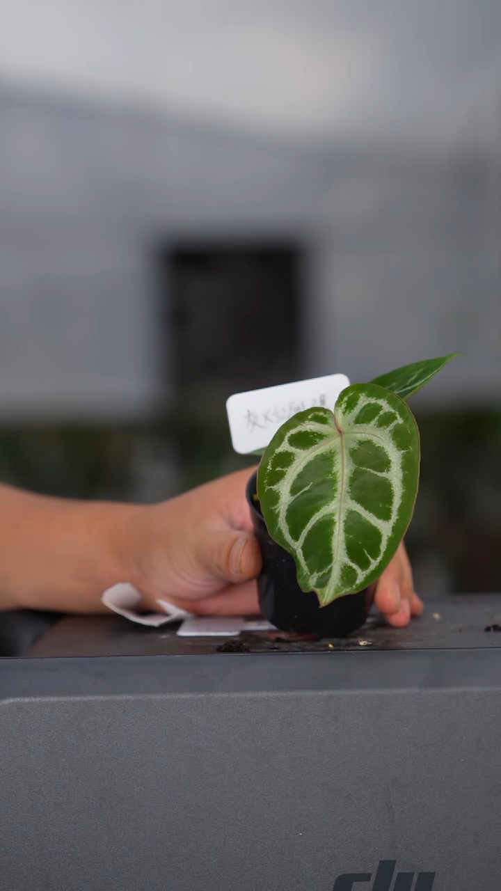 完全开放skg灰杂红刷子 