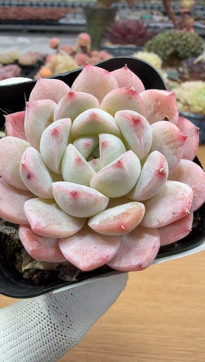 东云多肉园二店-114