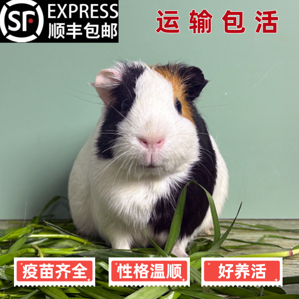 【三花豚鼠】自繁自养荷兰猪活物豚鼠小宠物天竺鼠巨型肉豚