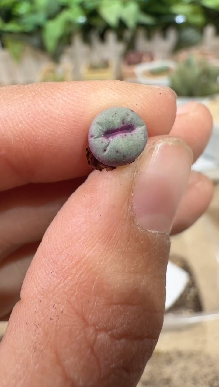 28-100多肉植物肉锥大列巴