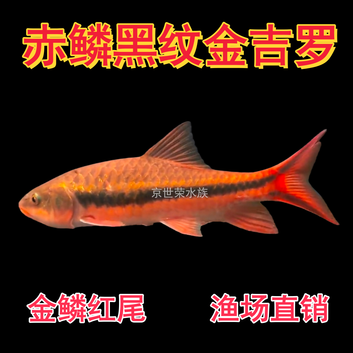 缅甸赤鳞黑纹金吉罗鱼稀有新光唇金色系原生进口淡水冷观赏鱼活体