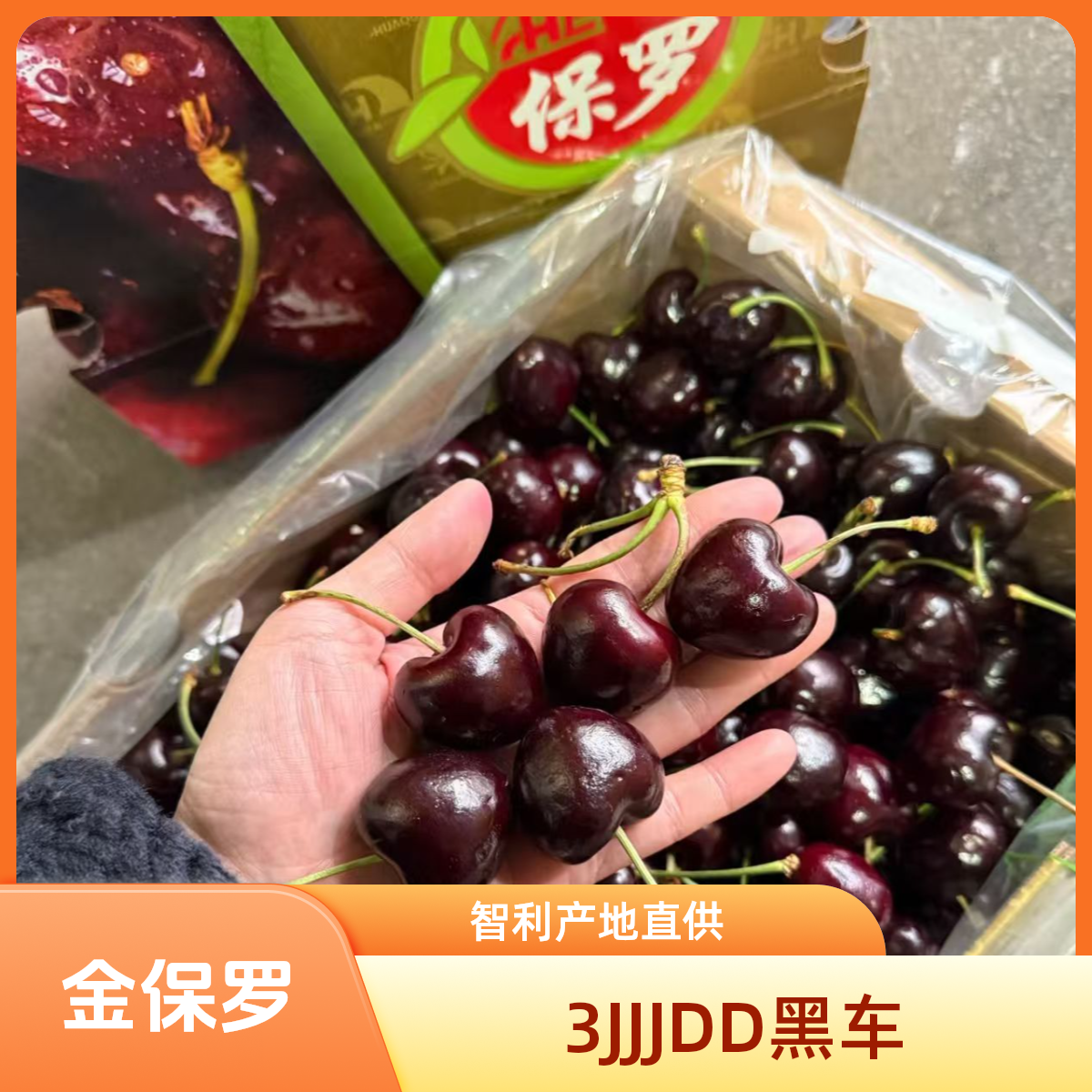 【李小妹专属】3JDD桑提娜 金保罗 海运车厘子净重2-5斤内附果径卡