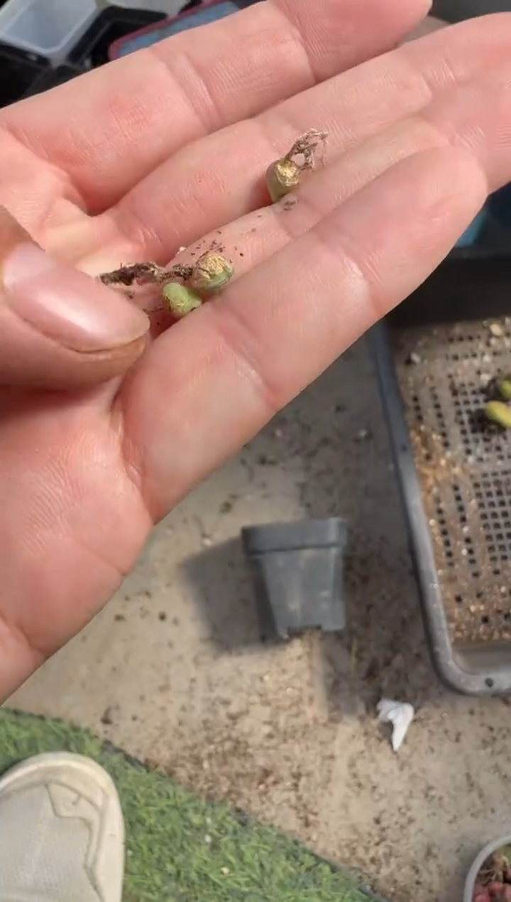 疯狂的多肉石头30-22.