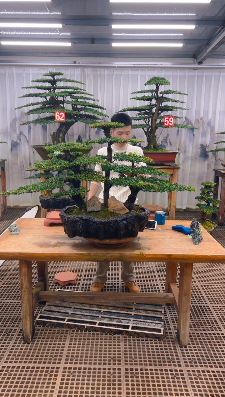 无花朵润**业精品盆景直播间一物一拍