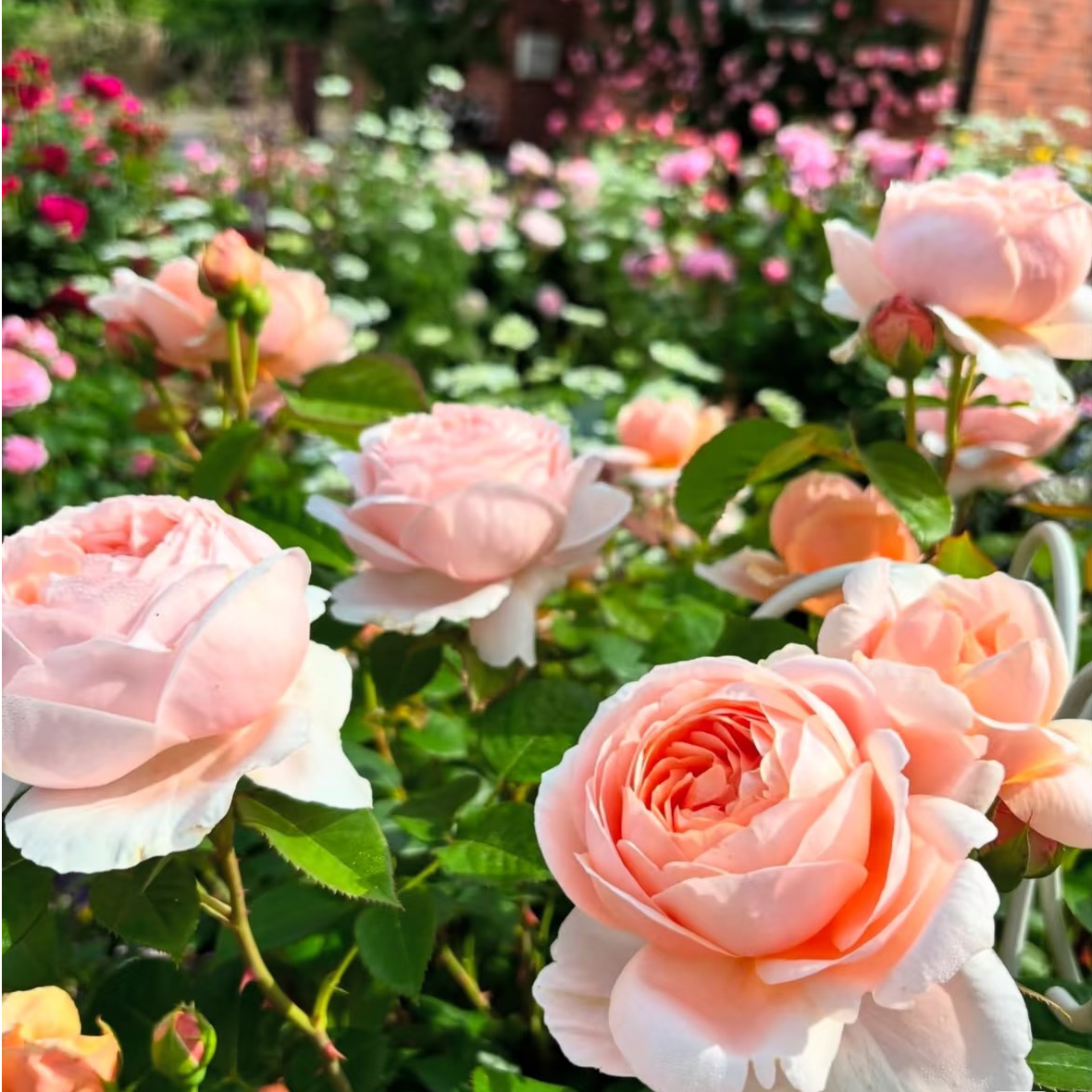 奈斯园艺 粉安布里奇 奥斯汀灌木月季抗病丰花盆栽花卉阳台植物
