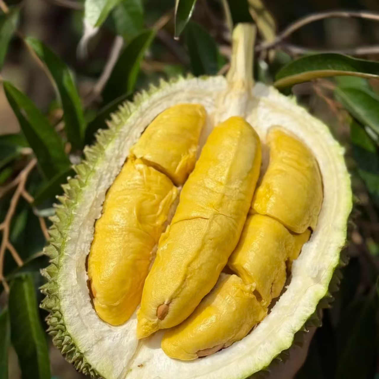 【文记猫山王A果】马来西亚鲜榴莲2-8斤 鲜榴莲  核小软糯 顺丰包邮猫山王马来西亚