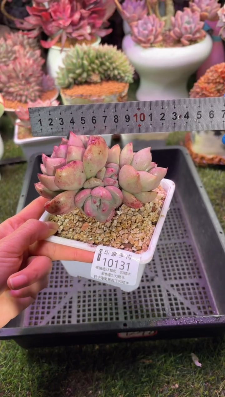 【闪购商品】10131