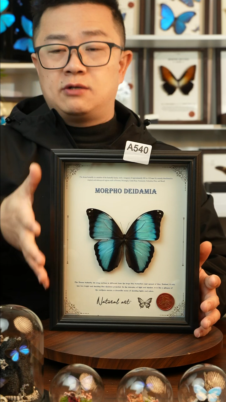 梦幻闪蝶-英文（10寸欧式黑框）A540