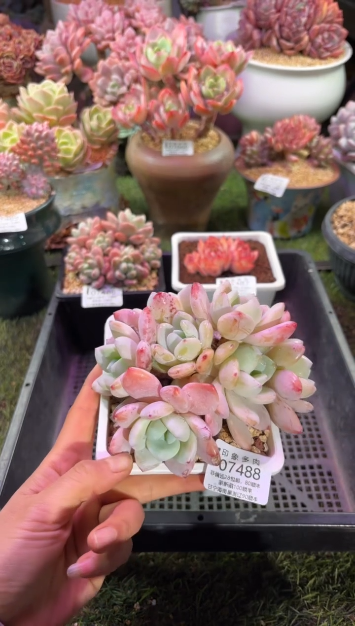 【闪购商品】07488