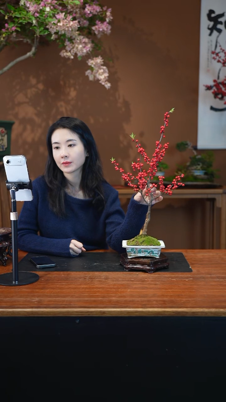 全部花朵冬青盆景盆景盆景