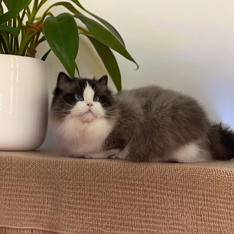 布偶猫海双弟弟活体全款链接