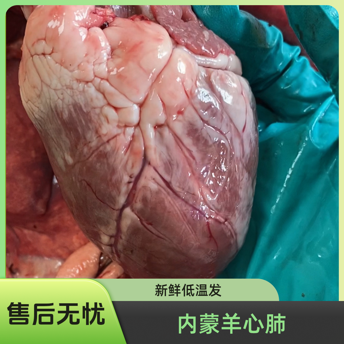 【新鲜心肝肺】清真羊心肺组合手工清洗内蒙古羊杂冷链温控发货