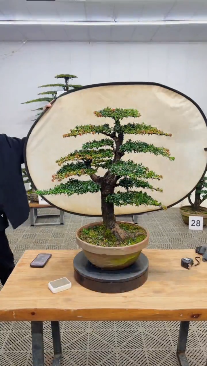 无花朵造型精品一物一拍