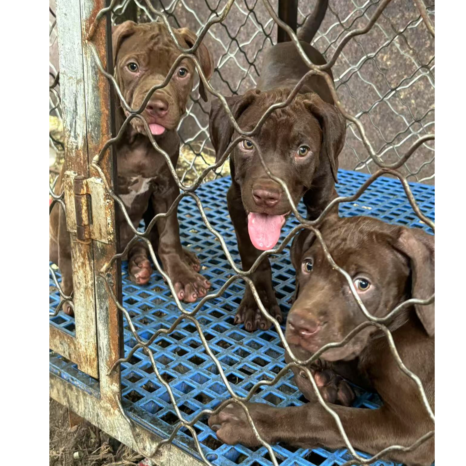 （战神比特）T狗狗活体