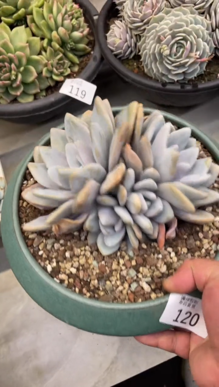 【闪购商品】120粉兔