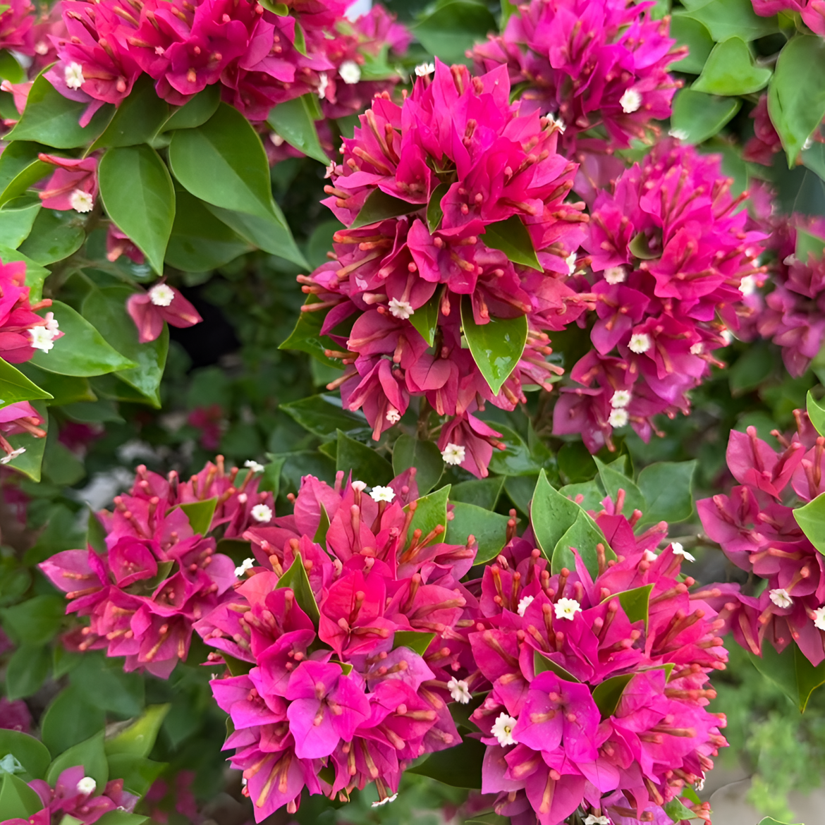 [塔紫小桃红]原盆原土带花三角梅 勤花稀少四季开品种