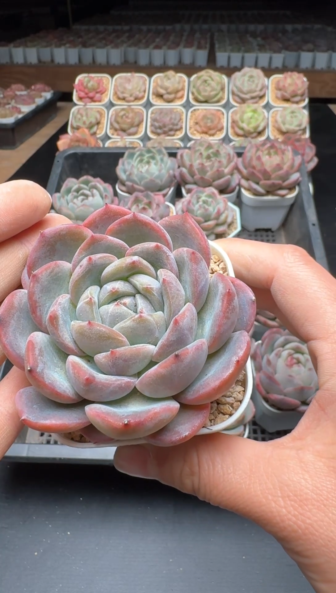 【闪购商品】963号一物一拍珍妮多肉花卉植物3颗起发