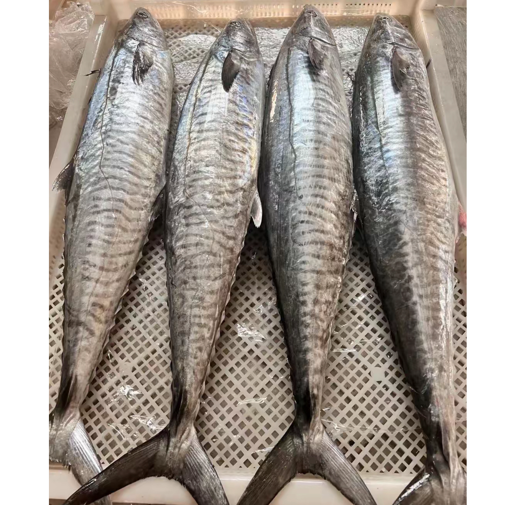 【海隆旺】9斤整条正宗马鲛鱼海鲜整条海钓马鲛鱼现切顺丰包邮
