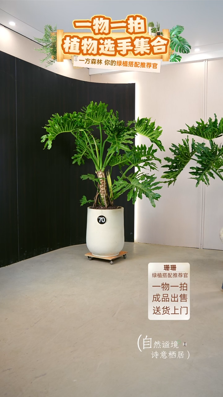 无花朵?****?大龙鳞春羽连盆种好栽好一整套送货上门