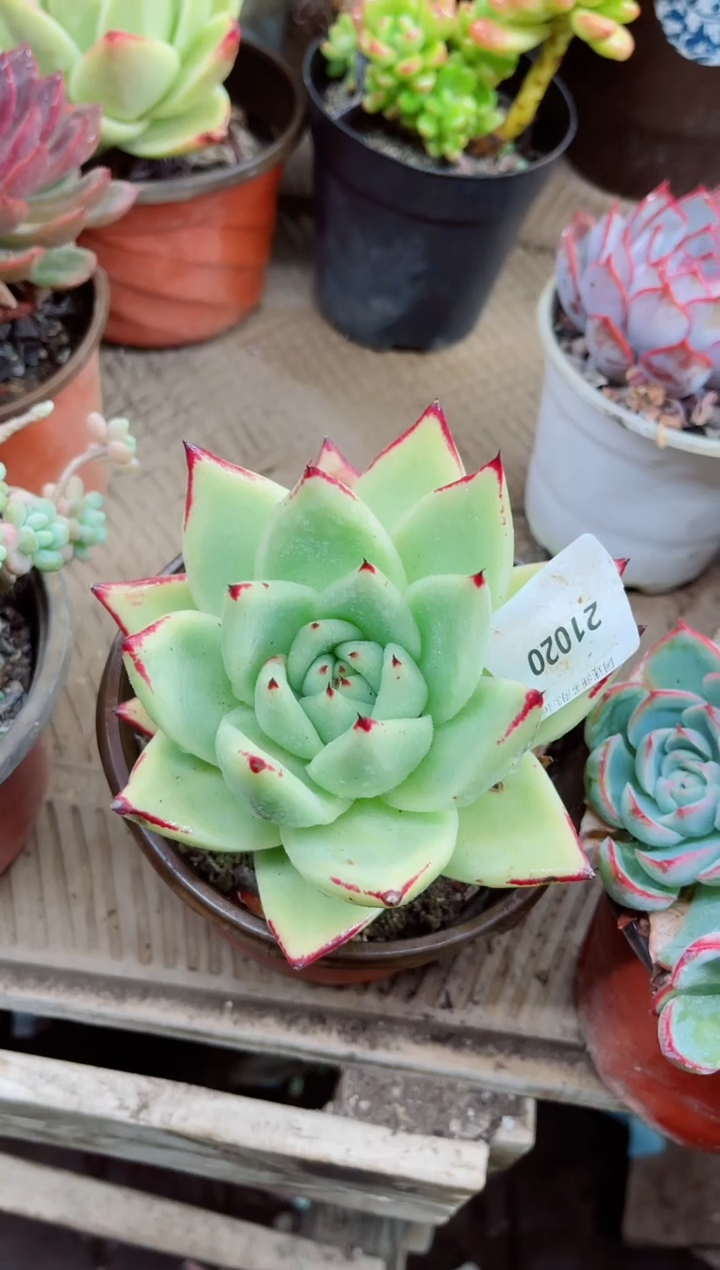 吖*21023多肉植物一物一拍