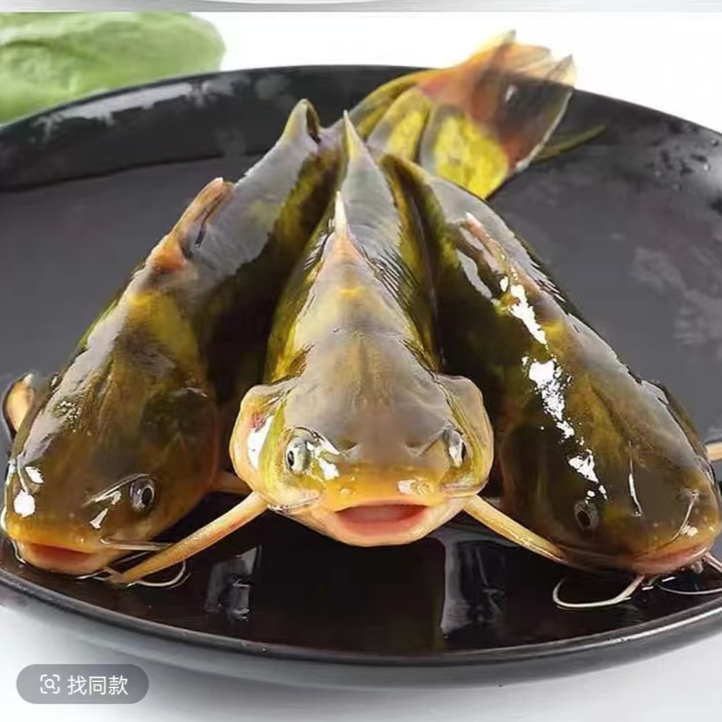 现捞现发 四川鲜活黄骨鱼 生态养殖 渔场直发